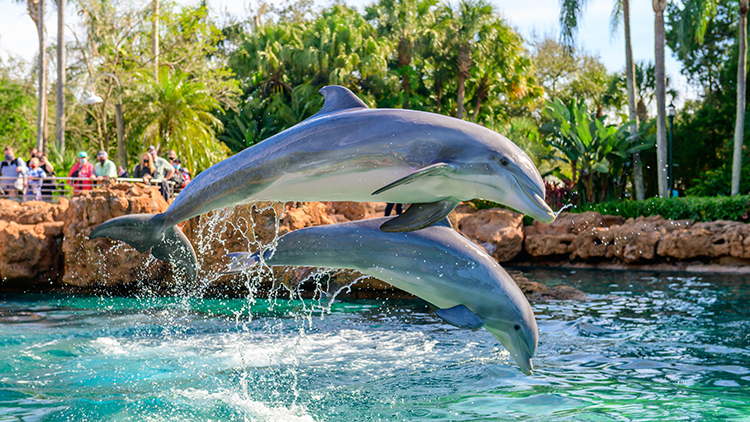 Dolphin Cove