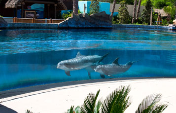 Dolphin Encounter